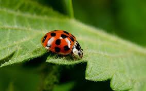 asian lady beetles the scary ladybug