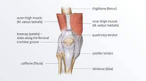 This diagram depicts knee diagram tendons. Patellar Tendinopathy Irritation Of The Patellar Tendon