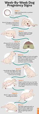 how to tell if a dog is pregnant clear
