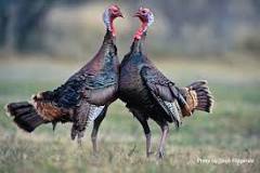 are-turkeys-in-season-in-texas