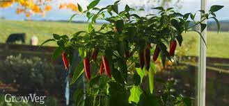 I think my chilli plant has fungi growing on the roots. Improve Your Harvest By Overwintering Peppers