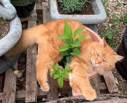 How To Keep Cats Away From The Garden