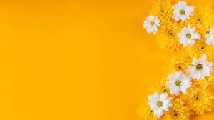 yellow flower background images free