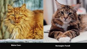 maine vs norwegian forest cat life