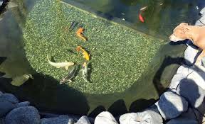 Are Uv Pond Filters Sterilizers The Best Choice For My Pond