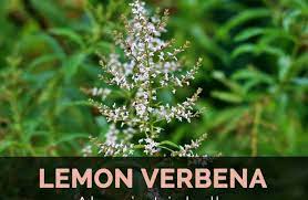 Images of lemon verbena alousia trifolia lemon verbena care tips on growing aloysia citriodora we have had some cool nights this : Images Of Lemon Verbena Alousia Trifolia Growing Lemon Verbena Plants General Planting Growing Tips Growing Lemon Verbena Includes A Detailed Plant Profile For This Perennial Herb Cold Hardiness And Tips
