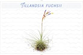 Including the best air plants you can buy there are many types of air plants. 18 Types Of Air Plants For Your Home Ftd Com