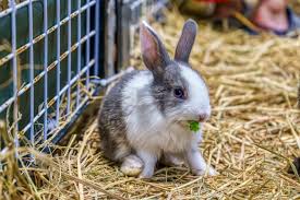 Can Pet Rabbits Eat Celery