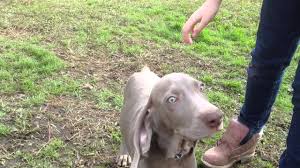 Weimaraner Puppy 12 Weeks Old Playing Outside