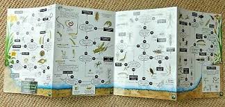 The Freshwater Name Trail Laminated Identification Chart
