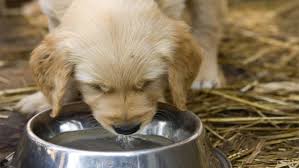 Puppies are playful and curious. 5 Best Dog Water Bowls For Sloppy Drinkers And Why You Need One