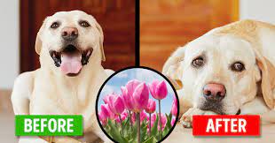 15 Plants To Avoid If You Have Pets