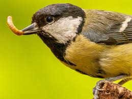 19 common british birds in your garden