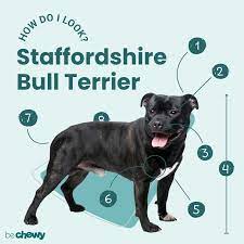 staffordshire bull terrier breed