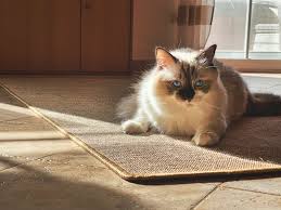 pet owners essential guide to carpet