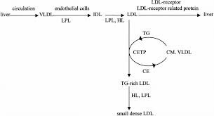 The Metabolism Of Vldl Very Low Density Lipoprotein Vldl