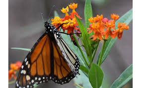 attract monarch erflies with