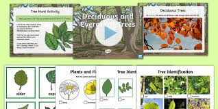 Deciduous And Evergreen Trees Task Setter Powerpoint And