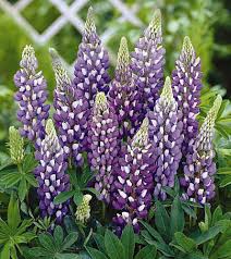 The most popular type of lupine on the list of perennials is bicolor russell but they work especially well in rock gardens, woodland gardens, and areas around trees and shrubs. Gallery Blue Lupine Lupine Flowers Perennials Flower Seeds