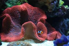 bubble tip anemone care guide have