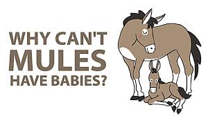What is the difference on a mule and a burro? Why Can T Mules Have Babies Youtube