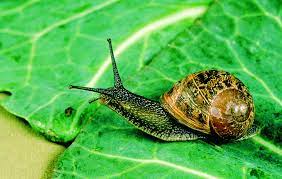 snail and slug control agriculture