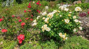 how to prune drift roses tips for