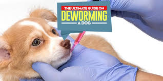 I will assume you know that common worms can be easily controlled through routine deworming. How To Deworm A Dog With Pictures Natural And Veterinary Treatments