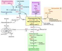 lipid biosynthesis schematic overview