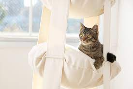 climbing curtains the cat s tze