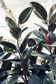 Ficus Elastica Rubber Plant Guide