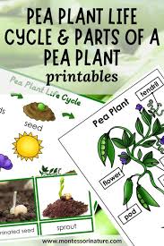 pea plant life cycle and parts of a pea