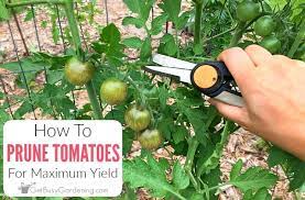 how to prune tomato plants for maximum