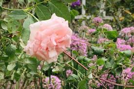 what to plant with roses in the garden
