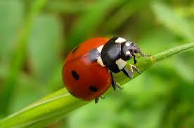 ladybugs facts types lifespan