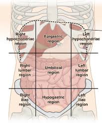 The nine regions are smaller than the four abdominopelvic quadrants and include the right hypochondriac, right lumbar, right illiac, epigastric, umbilical, hypogastric (or pubic), left hypochondriac, left lumbar, and left illiac divisions. Epos Trade