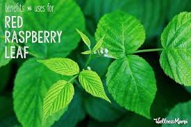 how to use red raspberry leaf herb