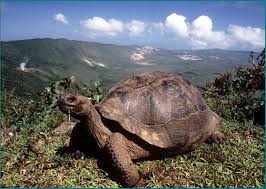 Resultado de imagen de tortuga gigante galapagos