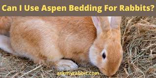 should i use cedar bedding for rabbits