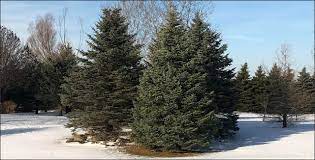 Proper pruning of large tree limbs involves three cuts: Pine Trees 101 Top Tips On How To Prune And Care For Evergreens