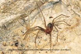 These spiders can be found worldwide with five species established in the united states and are most recognized for the red hourglass. Spider Facts For Kids Arachnid Information For Students