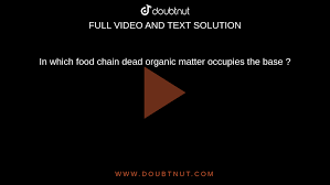 In which food chain dead organic matter occupies the base ?