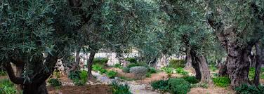 lessons from the garden of gethsemane