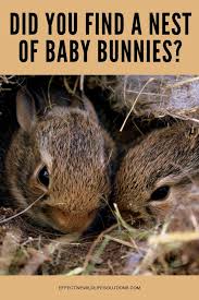 bunny beds rabbit bedding pet bunny
