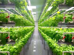 vertical greenhouse farming