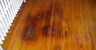 dog scratches cat on wood floors