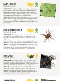 Harmless Or Deadly How To Identify Common House Spiders