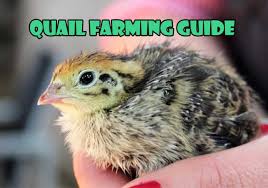 Many townships, villages and cities have embraced the. How To Start Quail Farming Complete Beginners Guide Farming Method