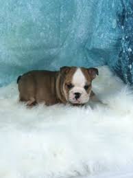 Specialized in standard and exotic french bulldogs. English Bulldog Puppies For Sale Lancaster Puppies