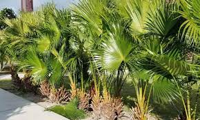 Chinese Fan Palm Indoor And Outdoor